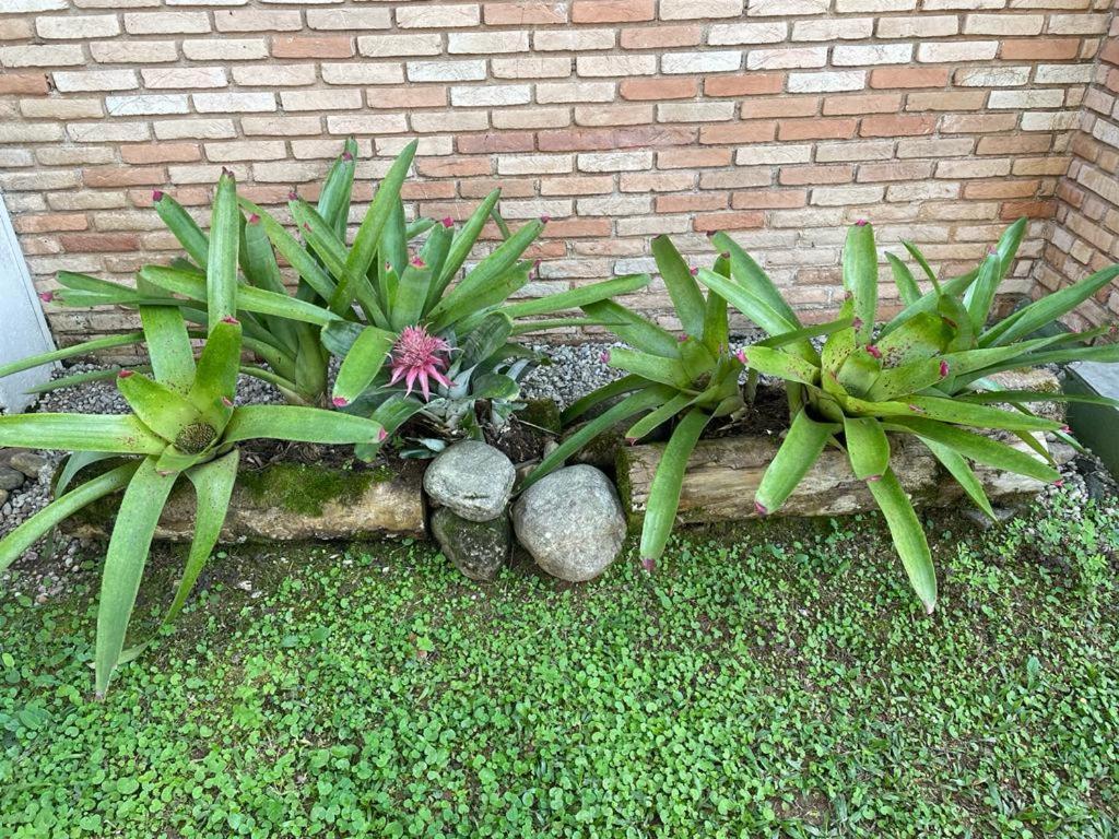 Casa de férias Casa Charmosa Com Jardim Tropical A 1500 Mts Da Do Cruzeiro *